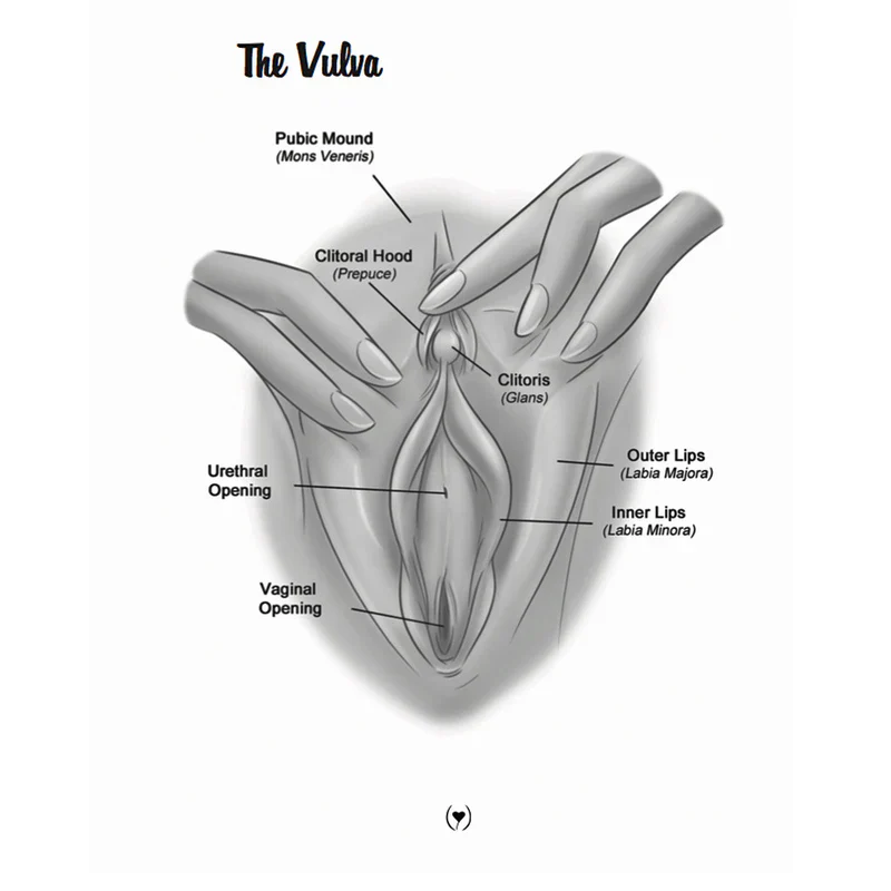 The Mystery of the Undercover Clitoris - Image 3